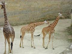 149 BIO PARC DE DOUE LA FONTAINE 1- 2016_000037